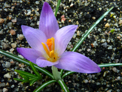 C. kosaninii